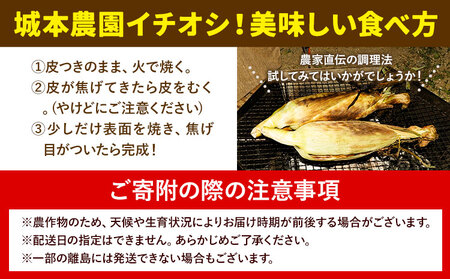 とうもろこし 10本 とうもろこし 城本農園 