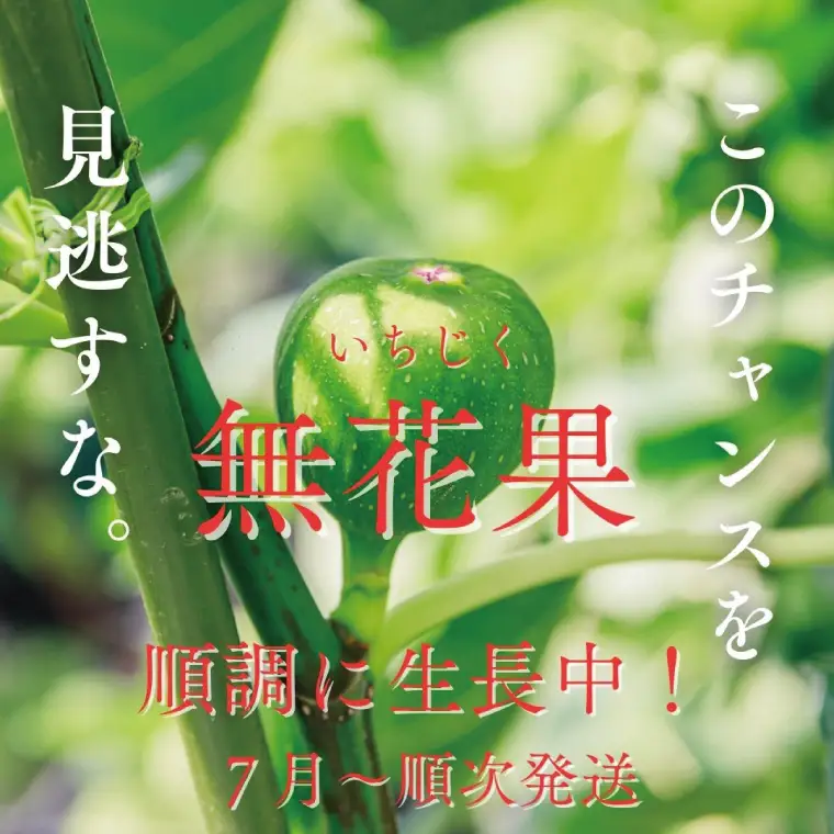 イチジク苗木　1年物【なえぎ 観葉 植物 いちじく 自宅 ポット ドーフィン 茨城県 鹿嶋市】（KAE-7）