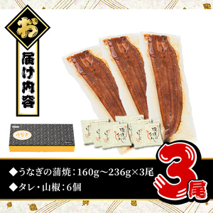 うなぎ 無投薬 鹿児島県産 ＜極上＞(計560g以上・ 160g～236g×3尾) うなぎ【西日本養鰻】A507-v01