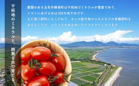 にこりトマト 3kg ｜ やさい 野菜 トマト ミニトマト アイコ 熊本県 玉名市