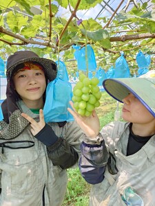 【先行予約】 シャインマスカット 2～3房 約1kg【2026年7月下旬～8月上旬頃発送予定】マスカット 葡萄 ブドウ ぶどう 熊本県 宇城市産