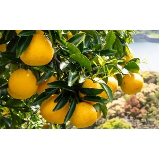 【訳あり】小夏 (日向夏) ヘルシー小夏ちゃん 3kg | 家庭用 期間 数量 限定 旬 人気 果物 くだもの 柑橘 フルーツ みかん ジュース 高知県 須崎市 KYM009