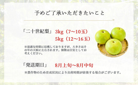 【先行予約・数量限定】ハウス二十世紀梨 3kg【鳥取県産】（生橋農園） 梨 果物 フルーツ