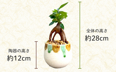 観葉植物『feliceフェリーチェ』ガジュマル＆ erba エルバ【名護産植木鉢SDGｓ】 観葉植物 やちむん 観葉植物 ガジュマル 観葉植物 インテリア 観葉植物 国産 観葉植物 陶器