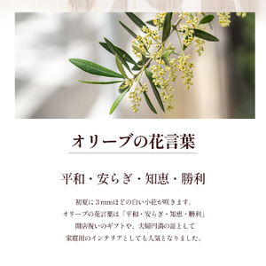 【 小豆島 】小豆島のオリーブ苗木 2本セット（中） 植物 観葉植物 インテリア オリーブ 苗木 香川 香川県 土庄 土庄町