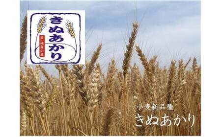かっぱ麺　きしめん　1箱14袋入り ≪きし麺 美浜の塩 愛知県 特産品≫◆