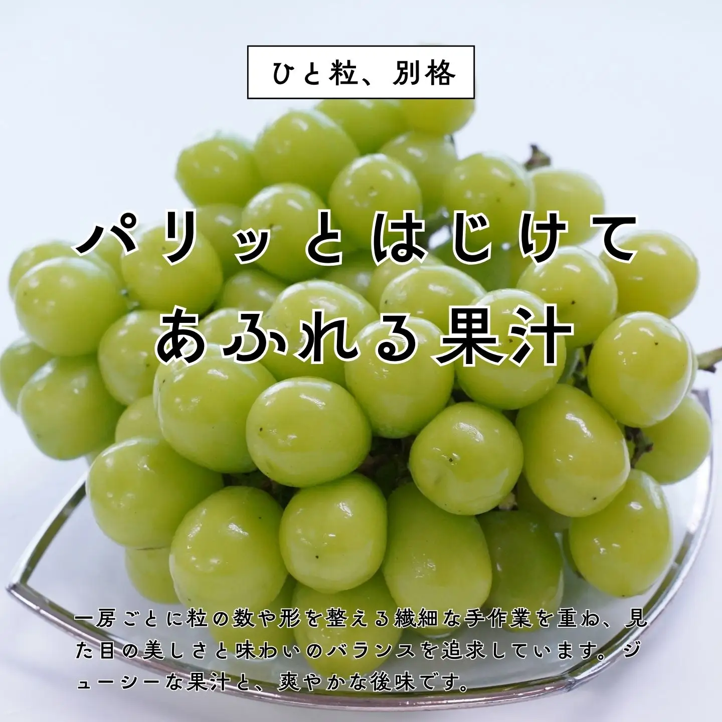 大房シャインマスカット 1房 約600g [2026年発送分] 令和8年産 シャインマスカット 新潟県三条市 果物 こひなた果樹園]