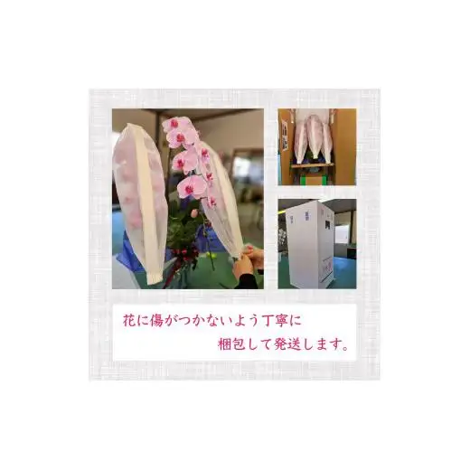 胡蝶蘭 5本立て 白 スタンダード