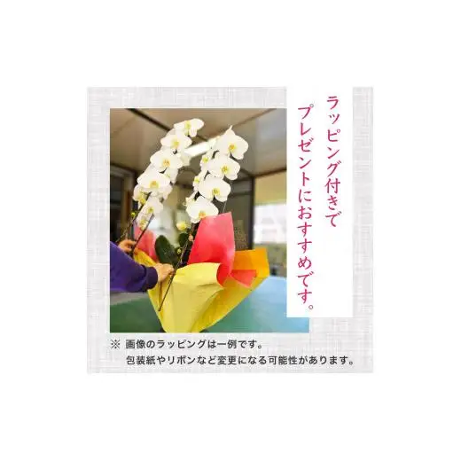 【 胡蝶蘭 】 胡蝶蘭3本 紅白