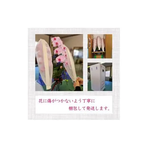 花 胡蝶蘭 7本立て 紅白