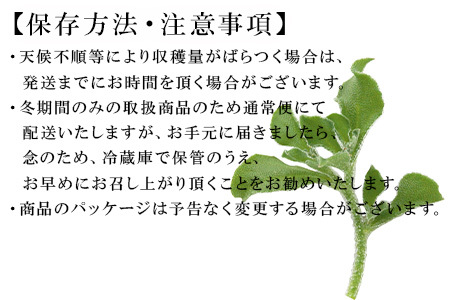 『先行予約』【11月中旬より順次発送】アイスプラント(70g×30パック)ぷちぷち食感 塩味 野菜 天ぷら 生春巻き サラダ スープ しゃぶしゃぶ 炒め物 おひたし