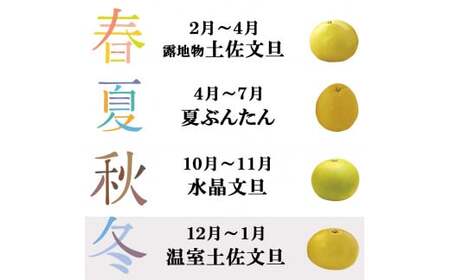 【先行予約】12月発送土佐文旦 温室土佐文旦 L~3L 約6kg 約6キロ(10~14個入り)〈2026年12月上旬?2027年1月中旬頃発送〉  / お得箱 ブンタン ぶんたん 土佐文旦 ハウス文旦 高知県土佐市産 フルーツ 果物【白木果樹園】 [BQAI040]