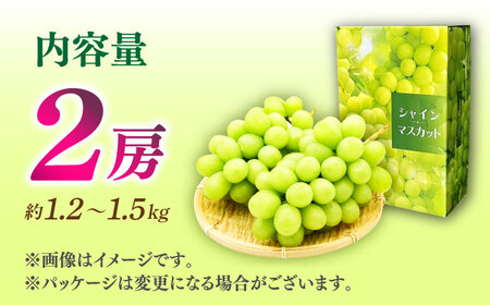 【先行予約】シャインマスカット 2房（約1.2～1.5kg）【城 果樹園】[ZFD001]