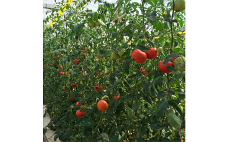 ＜2026年1月下旬から発送＞旬の濃旨フルーツトマト3kg 糖度8-10度 大小混合 詰め合わせ フルーツトマト ふるーつとまと とまと トマト 桃太郎 甘い 濃厚 美味しい【池トマト】 [BQAG051]