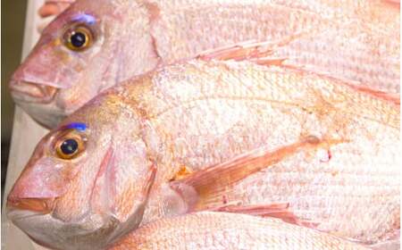 三重県産 養殖マダイ 切り落とし 600gセット（150g × 4パック） 小分け たい 真鯛 鯛飯 OB-29