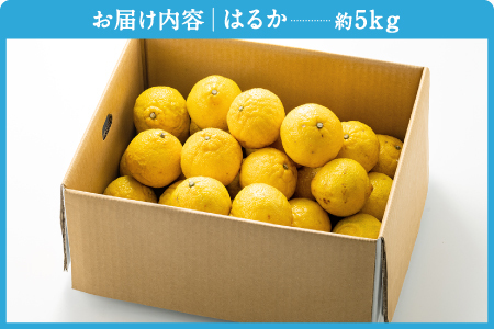 AA090.福岡柑橘王国・はるか／約5kg(2027年1月末～2月末発送予定)