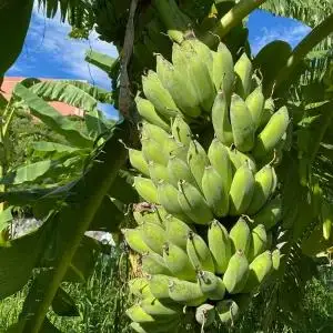 黄金バナナ（アップルバナナ）約3kg （CF001-1）