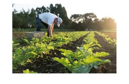 伊勢ノ国のがぶっと野菜玉手箱　：　隔週1回定期便（大人4人1週間分）26回【26-2】