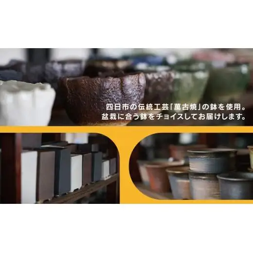 「デスクトップ盆栽」という新提案を四日市から（ミニチュアあり）