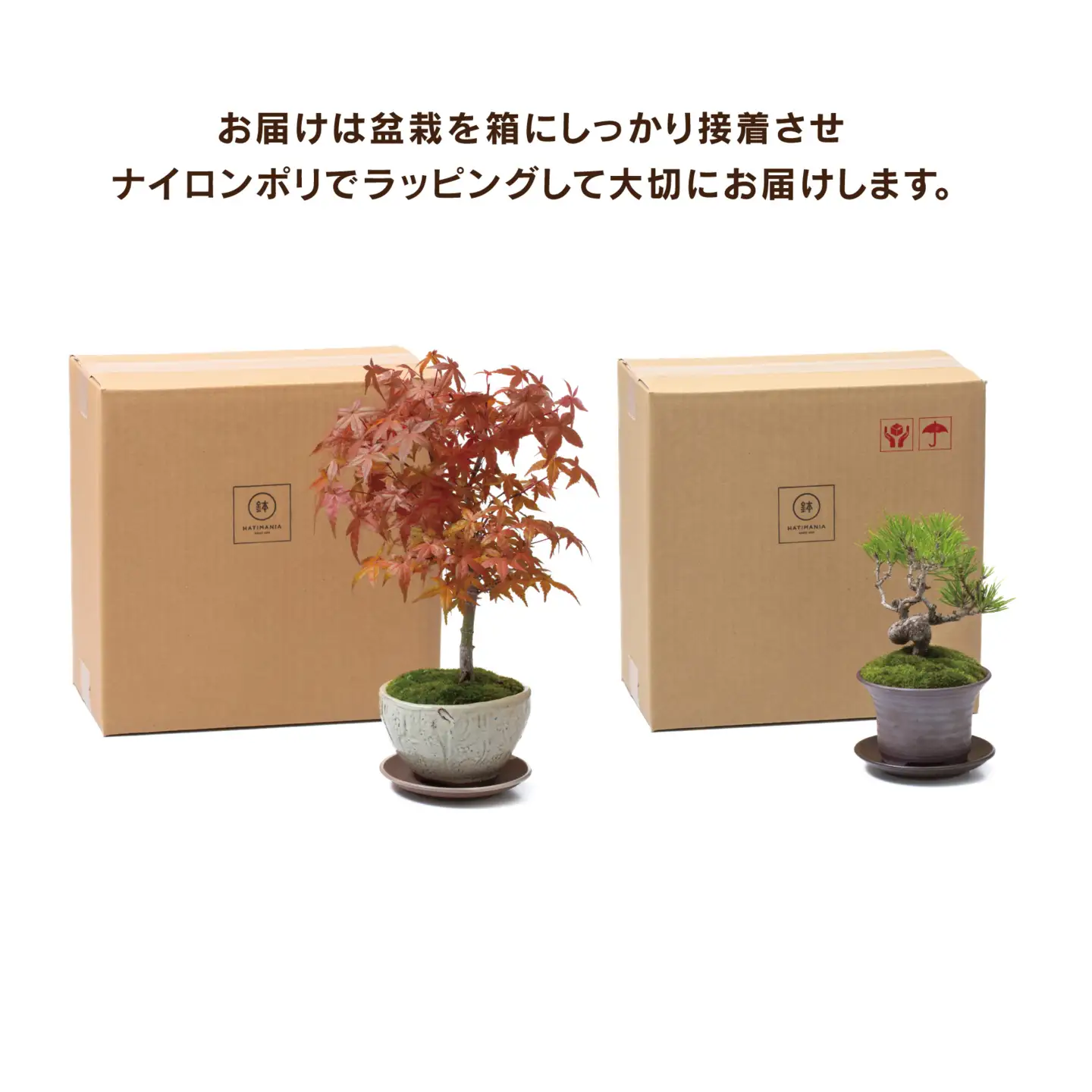 「デスクトップ盆栽」という新提案を四日市から（ミニチュアなし）