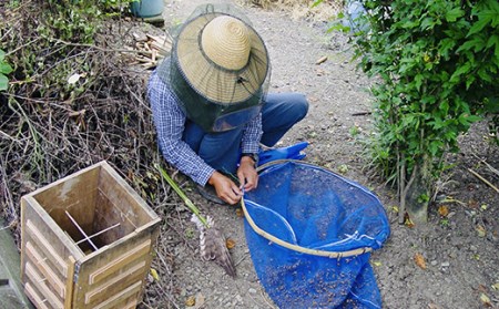 日本みつばちの蜂蜜300g ミツバチ 蜜蜂 希少 幻 パンケーキ 紅茶 スイーツ 花 まろやか 純国産 F21K-042