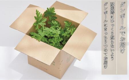 虫よけ効果 ローズゼラニウム 小サイズ苗 4個セット (ポリポット)