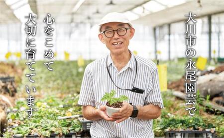 虫よけ効果 ローズゼラニウム 中サイズ苗 3個セット（鉢つき）