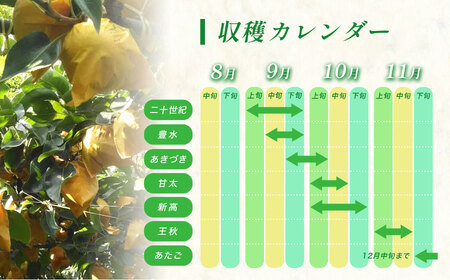 美祢市産 梨 あきづき（ 約3kg ） 先行予約 〈 2026年9月下旬 ～ 発送予定 〉
