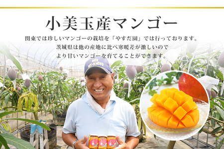 【数量限定・季節限定】 『グッド！モーニング』で紹介 おみたんマンゴー 約550g 数量限定 期間限定 先行予約 完熟 マンゴー 国産フルーツ 果物 くだもの 【7月20日～8月末まで順次発送予定】 19-I
