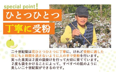 【先行予約】【数量限定】「ス梨・果ラット ダイヤ」 二十世紀梨 新甘泉 セット（5kg）【倉吉産】令和8年産 梨 果物 フルーツ 和梨 二十世紀梨 新甘泉