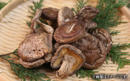 原木椎茸 生･乾燥 詰め合わせセット 椎茸 しいたけ [BNAU001]