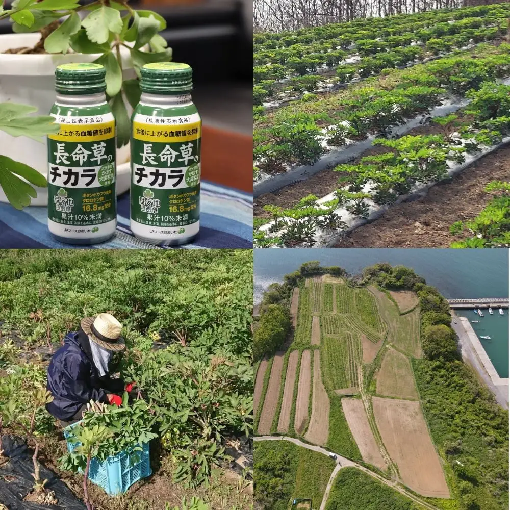 長命草のチカラ 24本×1箱 機能性表示食品 | 青汁