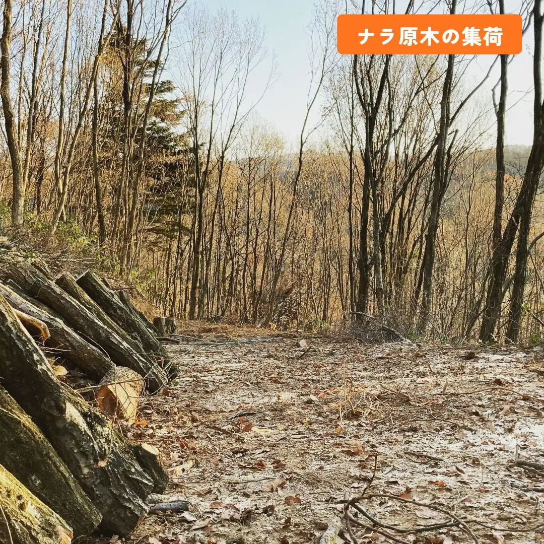 石川県産原木椎茸ホダ木2本（家庭菜園にオススメのハーフサイズ約40cm！）