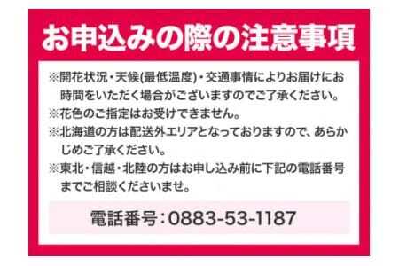 洋蘭 シンビジウム  3本