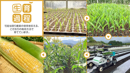 【 7月中旬発送開始 】 嬬恋産 とうもろこし ドルチェドリーム 約5kg（9～11本） [AT002tu]