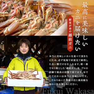 かに 訳あり 期間限定 茹で 越前ガニ 約1kg以上2～3杯 ボイルカニ ボイル 魚介 魚介類