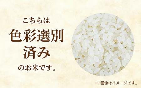 令和7年産 幸手市産 コシヒカリ 白米10kg 色彩選別済 White Rice- お米 米 こしひかり 精米 10kg 埼玉県 幸手市