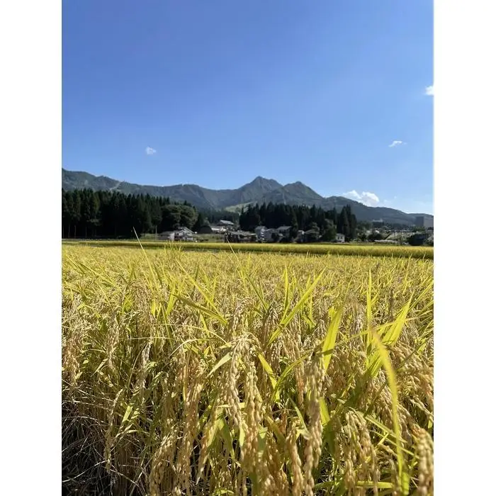 南魚沼塩沢産　従来型コシヒカリ　白米５ｋｇ×６回（定期便）