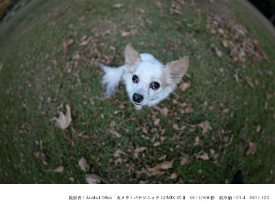 SIGMA 15mm F1.4 DG DN DIAGONAL FISHEYE Art【Lマウント】