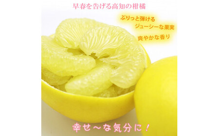 【先行予約】【果樹園直送】土佐文旦 特選品贈答用 約5kg L〜2Lサイズ 10〜13個入り〈2027年2月中旬〜3月下旬頃発送〉  /  ぶんたん ブンタン フルーツ 柑橘 みかん 果物 くだもの 柑橘類 デザート おやつ【白木果樹園】 [BQAI006]