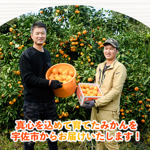 ＜先行予約受付中！12月下旬より順次発送予定＞数量限定 大分県宇佐市産 温州みかん(約10kg)みかん ミカン 蜜柑 柑橘 フルーツ 果物 くだもの 果実 国産【103620600】【井上農園】