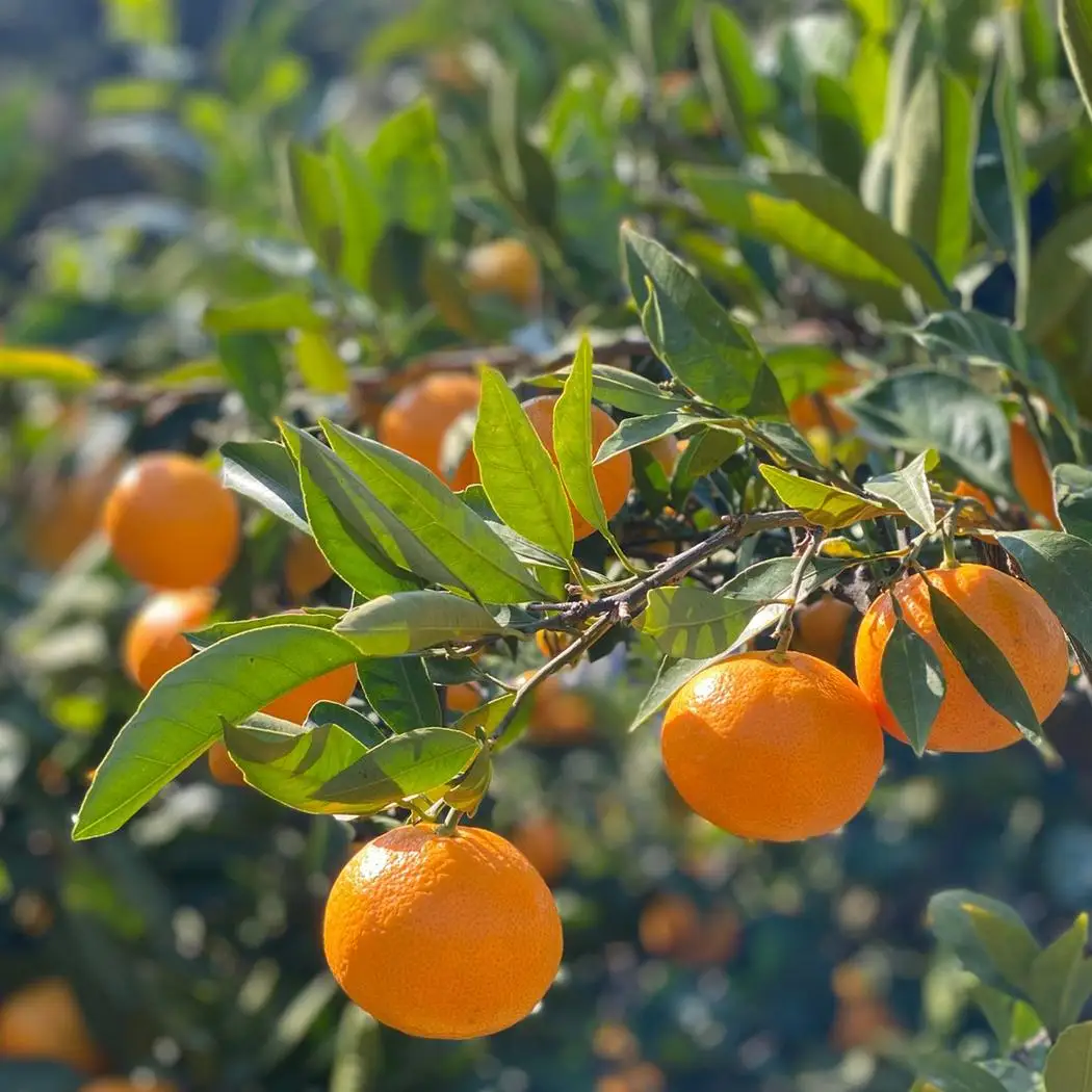 有田みかん 家庭用  3kg　濃厚完熟　お試し 味重視 (和歌山県産)