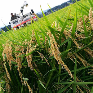 令和7年 新潟県産コシヒカリ 特別栽培米 10kg 10キロ 5kg×2 上越市 三和区神田 富永農産 有機肥料、自家製たい肥を使用し米つくり 送料無料