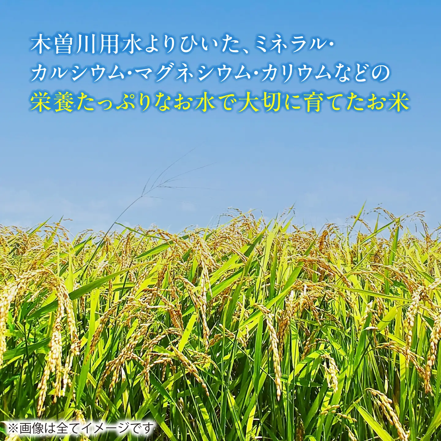 【12回定期便】あいちのかおり 白米 5kg×12か月 / 脇野コンバイン[AECP006]