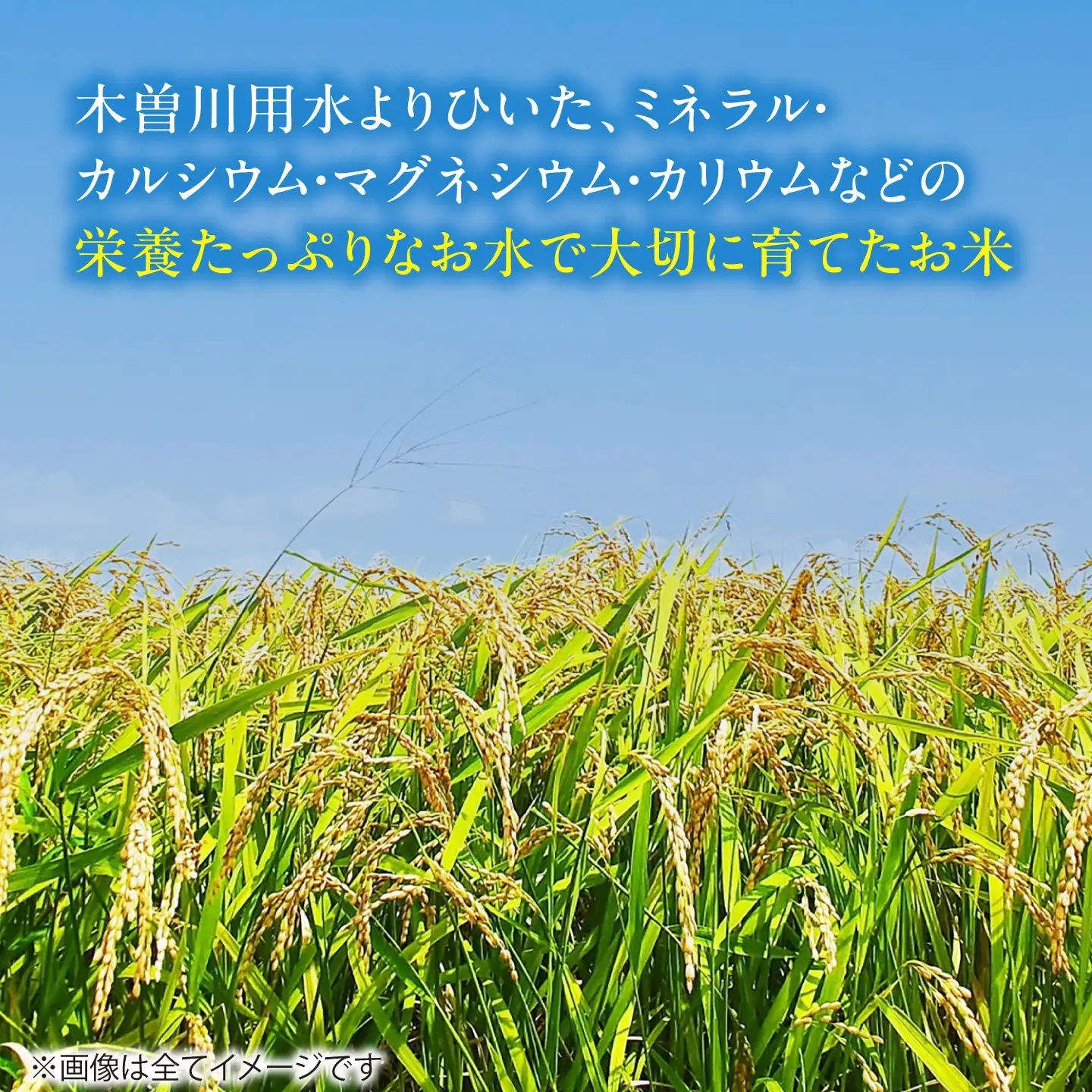 【3回定期便】コシヒカリ 白米 10kg×3か月 / 脇野コンバイン[AECP027]