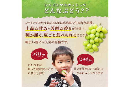 【期間限定発送】 シャインマスカット 粒 ジュエルボックス 250g 8個 計 2kg [治右衛門果樹園 山形県 高畠町 tk06ays830006]