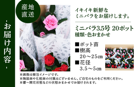 産地直送 おまかせミニバラ20鉢詰め合わせ [11月～4月 お届け] 大容量 品種おまかせのため 訳あり 訳アリ 四季咲き バラ 花 ガーデニング 生産量 日本一 天皇杯 3.5号 ポット苗 ※沖縄 離島配送不可 薔薇 セントラルローズ