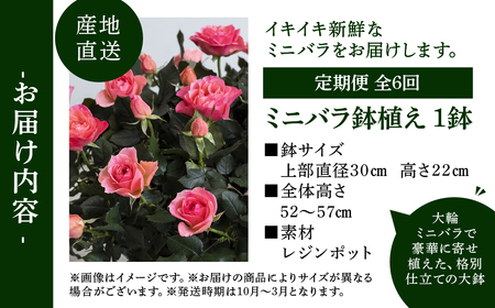 【定期便】全6回 産地直送 大輪系 ミニバラ鉢植 ウェルター 1鉢 × 6回 [お届け月固定] 種類おまかせ 特別 四季咲き バラ 花 ガーデニング 生産量 日本一 天皇杯 ※沖縄 離島配送不可 薔薇 セントラルローズ