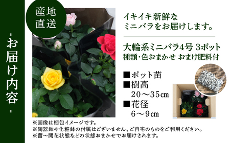 産地直送 おまかせ 大輪系 ミニバラ3鉢詰め合わせ [11月～4月 お届け] 品種おまかせのため 訳あり 訳アリ 四季咲き ミニバラ 花 ガーデニング 生産量 日本一 天皇杯 4号 ポット苗 肥料付 ※沖縄 離島配送不可 薔薇 セントラルローズ