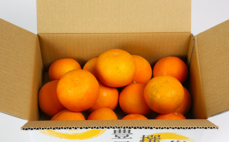 【訳あり・規格外】九州のオレンジ「ハウス天草」約3～3.3kg【オレンジ農園】 2026年 12月 冬 発送 甘い 果物 とろける フルーツ 柑橘 オレンジ みかん 先行予約 数量限定 期間限定 九州 ＜114-003＞